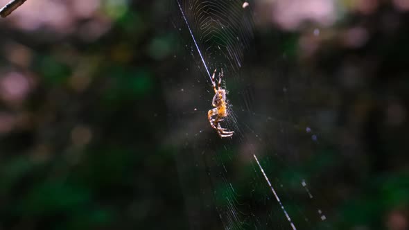 Spider Araneus Closeup on a Web Against a Background of Green Nature