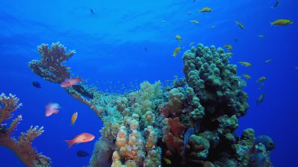 Marine Life Tropical Fish Garden