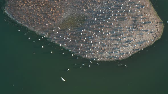 A Topdown Aerial View of a Flock of Seagulls Sitting on an Island on a Summer Evening at Sunset