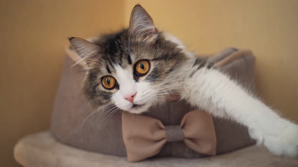 Beautiful Fluffy Cat with Big Ginger Eyes Lies at Home