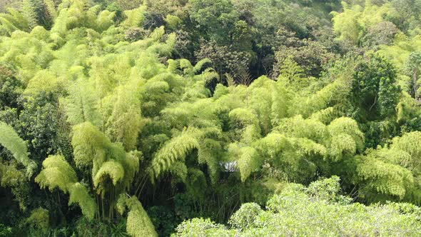 Bamboo Plantation