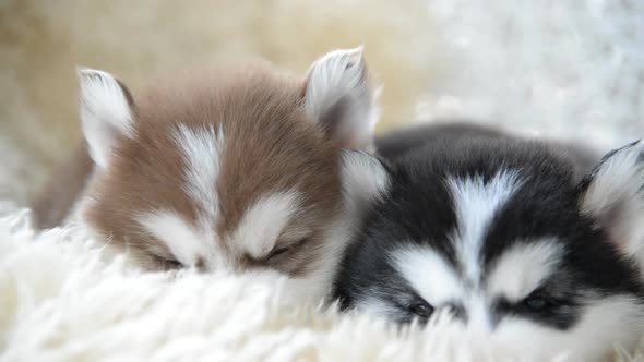 Cute Siberian Husky Puppies Sleeping