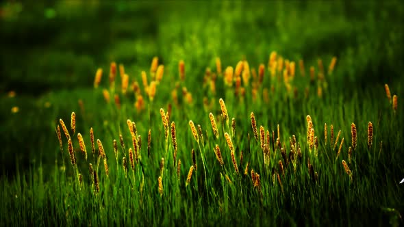 Field with Green Grass and Wild Flowers at Sunset