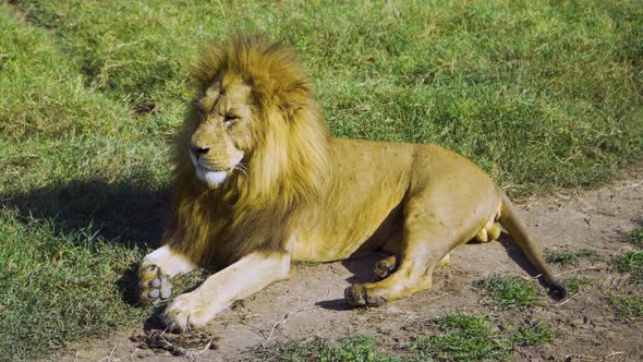 African lion lies on the grass and washes under the sun in the hot savanna