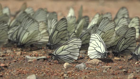 Large Flock of Aporia Crataegi Butterflies and Black-Veined White Butterfly on Ground Surface