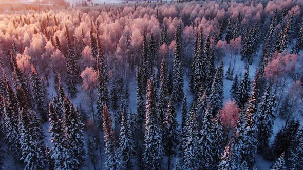 Aerial View of the Coniferous Winter Forest at Dawn