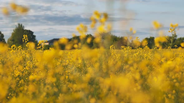 Rapeseed Flowers at Sunset