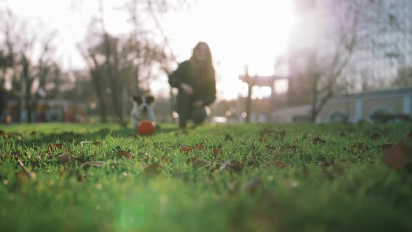 Young Woman Playing with Cute Jack Russel Terrier in Park with Ball Super Slow Motion