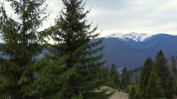 Drone Shot of Flying Up Along Giant Spruce That Grows High in Mountains