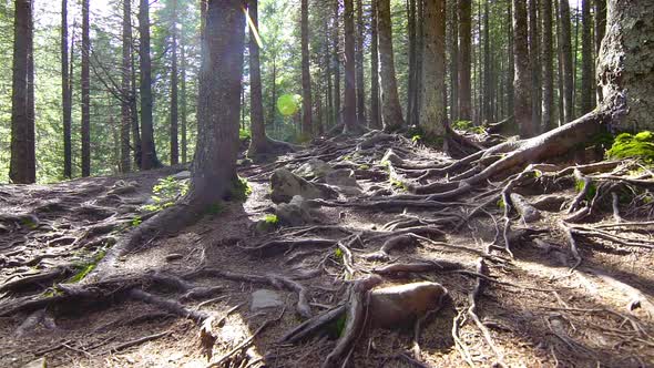 Tree Roots in a Magic Pine Forest