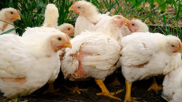 Broiler Chickens in a Chicken Coop