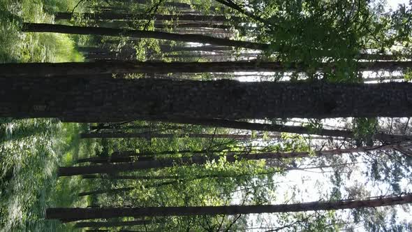 Vertical Video Aerial View Inside a Green Forest with Trees in Summer