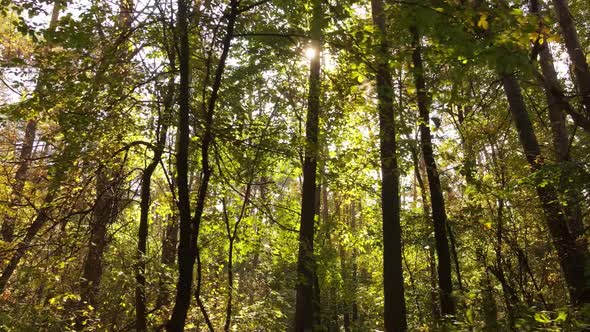 Trees in the Forest on an Autumn Day