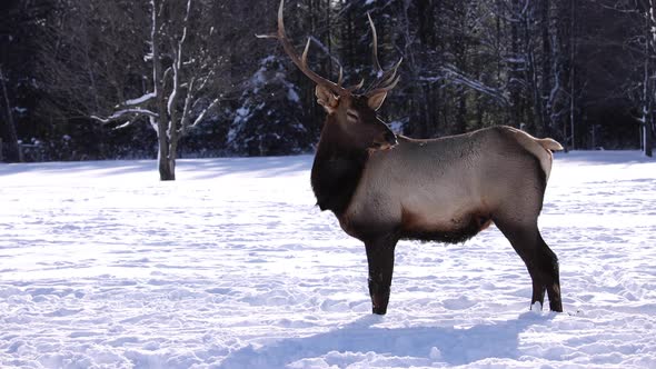 bull elk male looks at camera slomo winter impressive rack