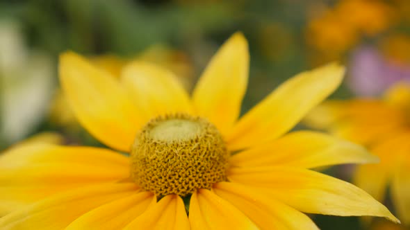 Rudbeckia hirta Irish Spring flower shallow DOF  natural  background  4K 3840X2160 30fps  UltraHD ti