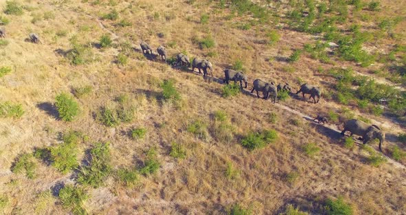 Aerial drone view of a herd of elephants wild animals in a safari in Africa plains.