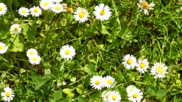 Daisy. Flowers on Meadow