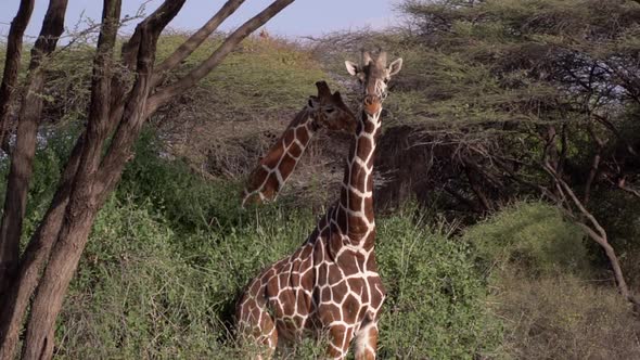 Giraffes in a Kenyan national park in slow motion