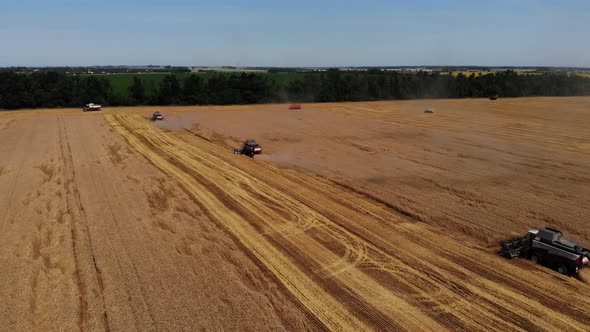 Combine harvesting: aerial view of agricultural machine collecting golden ripe.