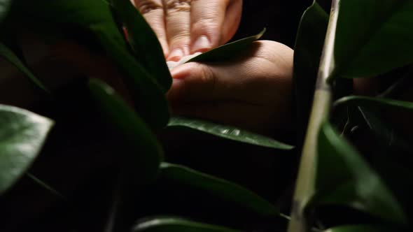 A close-up of a Caucasian girl's hand wiping the green leaves of a houseplant from dust