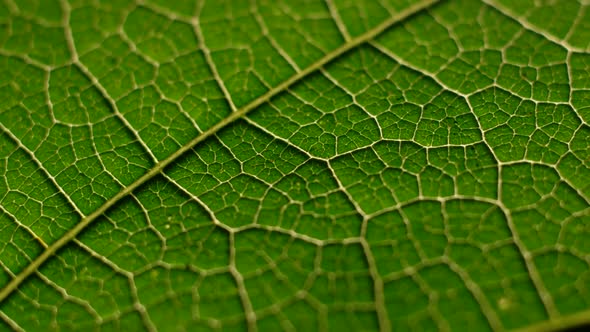 Green Leaf in Nature