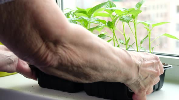 Elderly Woman Watering Pepper Seedlings with Water Standing at Home on Window