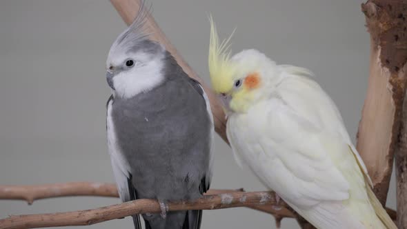 Pair Of Cockatiel (Nymphicus Hollandicus) Resting On A Branch At The Zoo Park. Close Up Shot