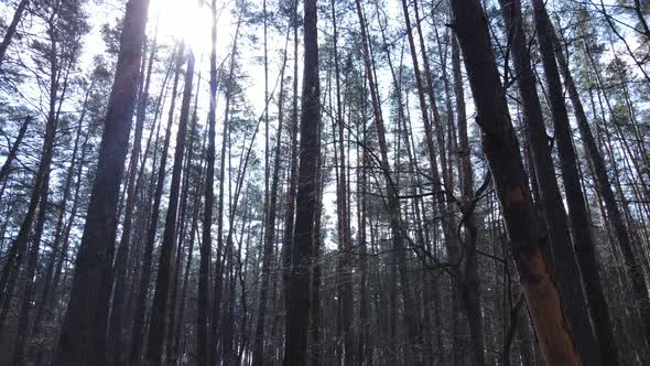 Forest Landscape Aerial View Slow Motion