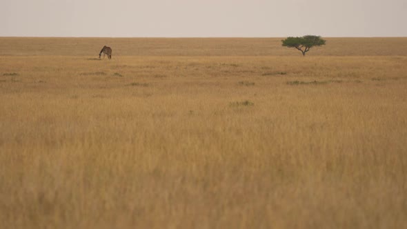 Giraffe grazing in Masai Mara