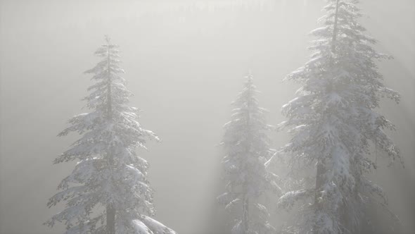 Misty Fog in Pine Forest on Mountain Slopes