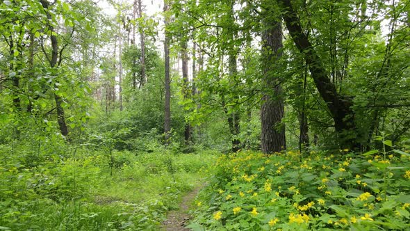 Summer Forest with Pine Trees Slow Motion