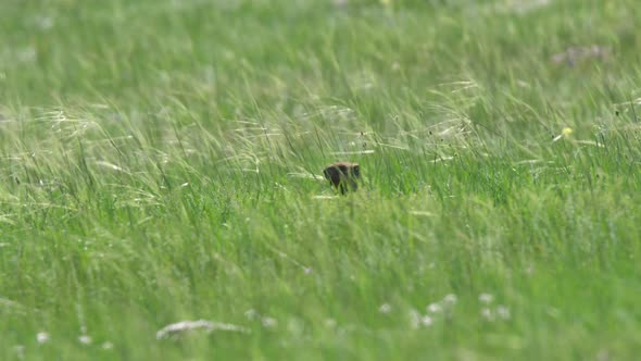 A Real Marmot in a Meadow Covered With Green Fresh Grass