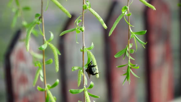 Bumblebee Flies Near the Branch