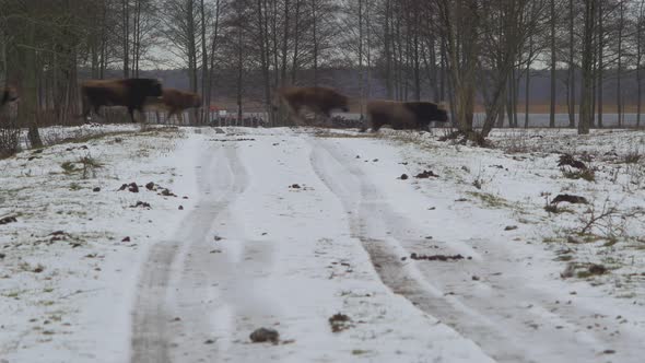 Group of wild bison's and some wild horses (Konik Polski) crossing snow covered road in cloudy winte