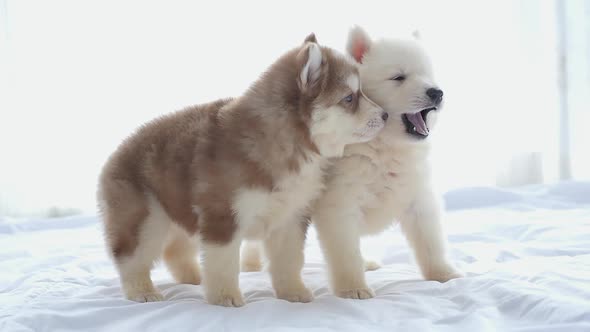 Cute Siberian Husky Puppies Playing On White Bed Together Under Sunlight