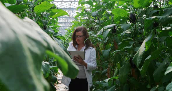 Scientist examining plants and using digital tablet in the greenhouse 4k