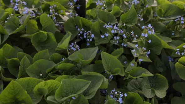 Blue flowers brunera. A beautiful bush in the garden.