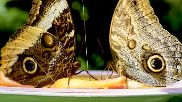 Close up of two beautiful owl butterflies feeding from orange slices