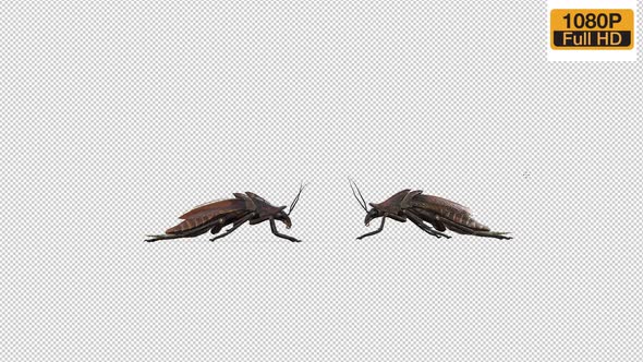 Cockroach Idle 2 alt