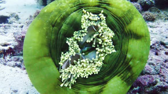 Sea Anemone and Clown Fish