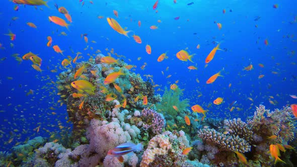 Underwater Sea World Life