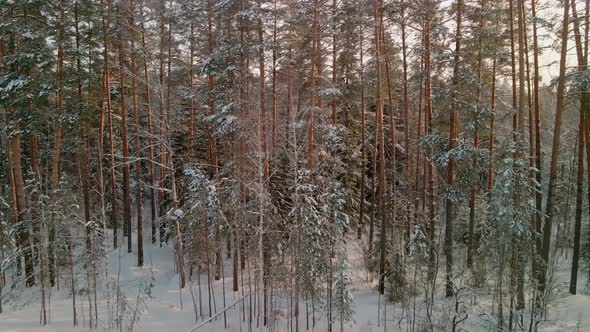 Beautiful Winter Pine Forest