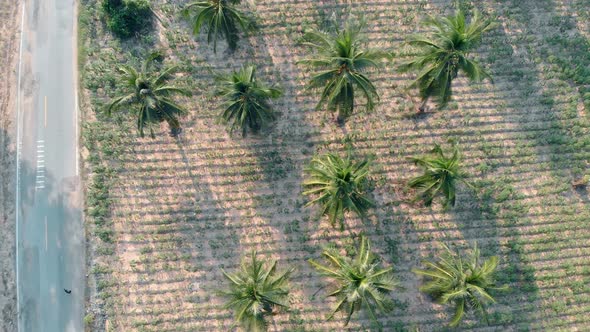 Tropical Green Palm Tree Fresh Forest and Rural Field