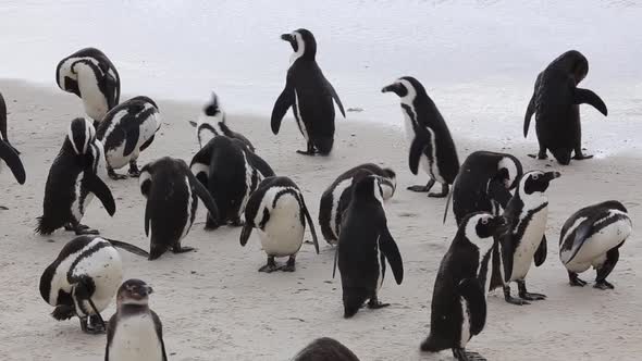 wiggling penguins get wet at oceanside