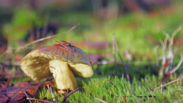 Mushroom Russula Grows Among the Grass