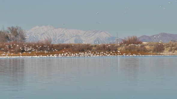 Hundreds or thousands of snow gease take off from a mountain lake on their migration north at spring