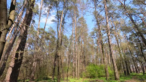 Forest with Pine Trees During the Day POV