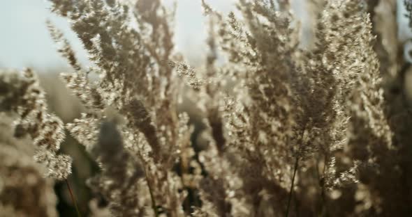 Dried Wild Carrot Flowers Together with Dried Grass and Spikelets Beige Close-up on a Blurred