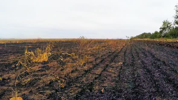 Field with Cut and Burned Wheat Ears