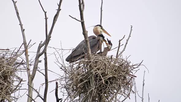 Adult Great Blue Heron feeding its chicks in a nest